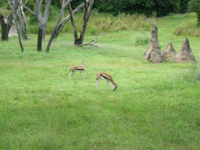 Small Gazelle.JPG